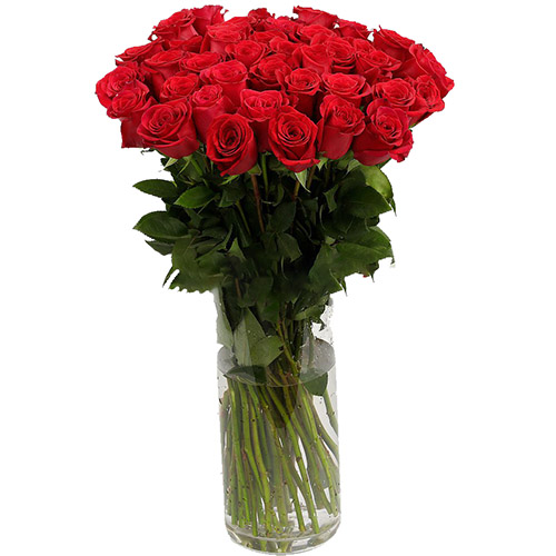фото товара Троянда імпортна червона (поштучно) | «Стрий Роза»